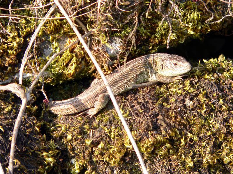 Unser Orchideenpark Bild Nr.109